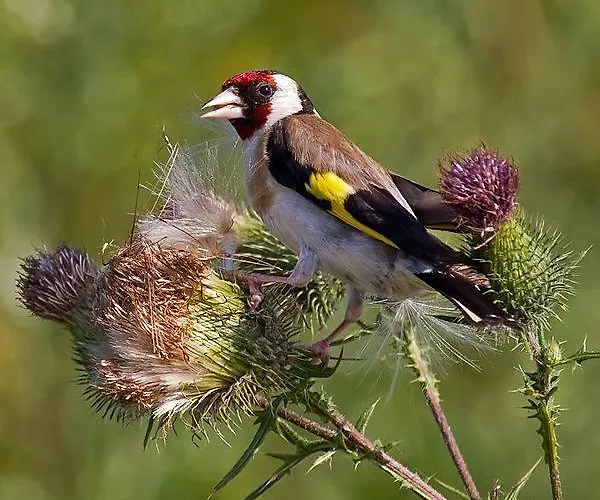 Séjour à la campagne La Brena Talaván
